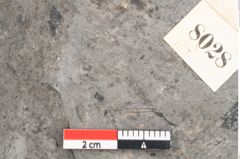 Foto (Detailansicht) von Zizyphus paradisiacus Unger (NHMW-GEO-2024-0188-8028)